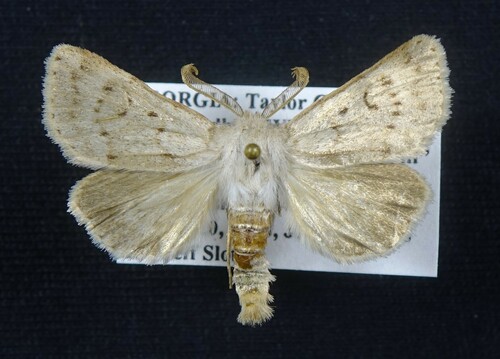 Eucoptocnemis dapsilis