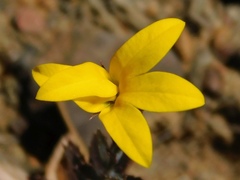Monopsis lutea