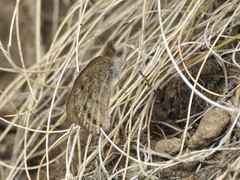 Pseudonympha paludis