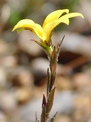 Monopsis lutea