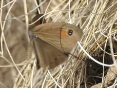 Pseudonympha paludis