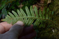 Polypodium interjectum