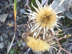 Carlina vulgaris