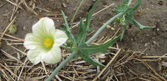 Coccinia sessilifolia image