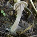 Entoloma undatum - Photo (c) Taye Bright, some rights reserved (CC BY-NC), uploaded by Taye Bright