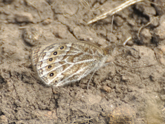 Pseudonympha machacha