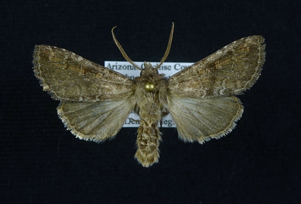 Tricholita ferrisi