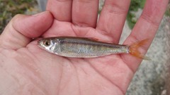 Opsariichthys evolans