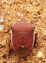 Basicryptus costalis