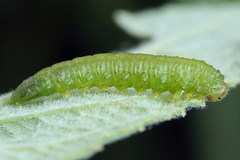 Euura bipartita
