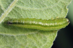 Euura bipartita