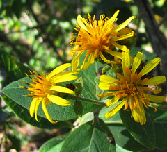 Verbesina sphaerocephala