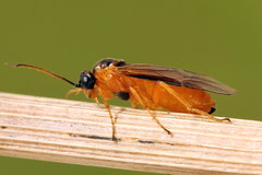 Euura bipartita
