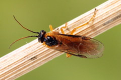 Euura bipartita