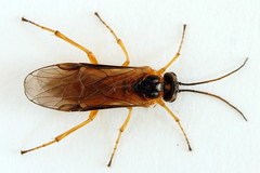Euura bipartita