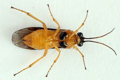 Euura bipartita