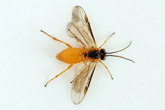 Euura bipartita