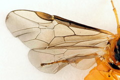 Euura bipartita