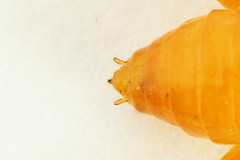 Euura bipartita