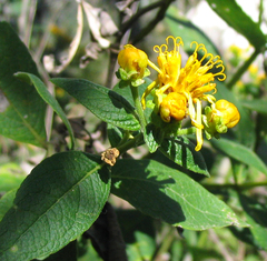Verbesina sphaerocephala