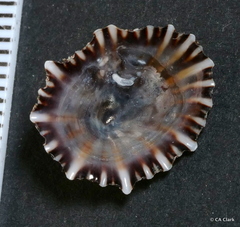 Siphonaria normalis