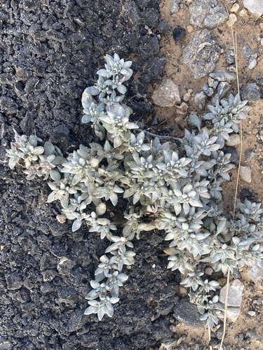 Tiquilia canescens, photograph 6