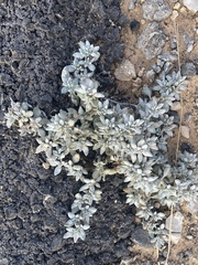 Tiquilia canescens, photograph Cole Wolf, CC BY, iNaturalist via GBIF