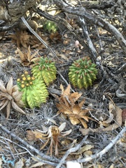 Euphorbia susannae