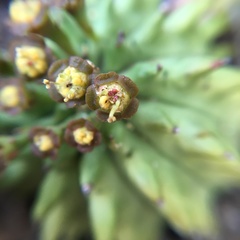 Euphorbia susannae