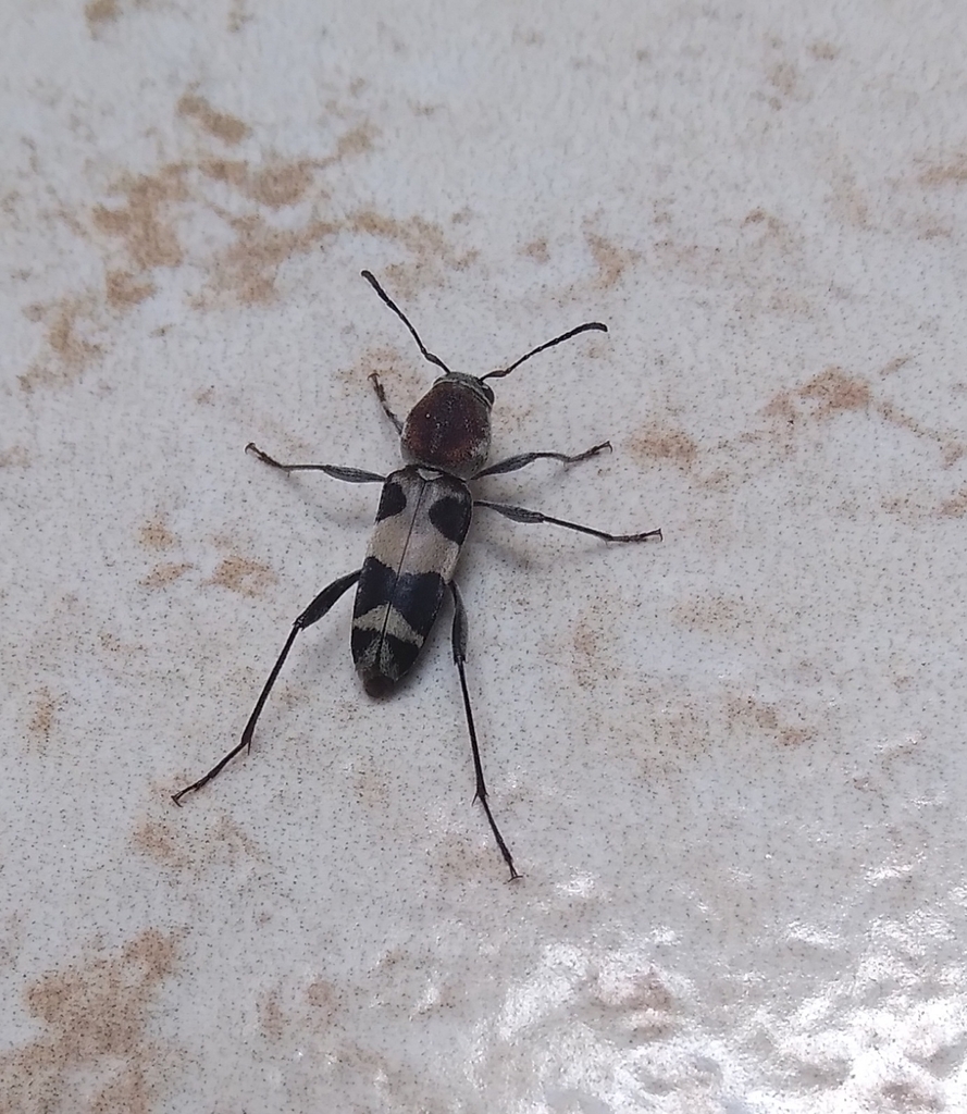 Neoclytus smithi