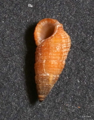 Cerithiidae