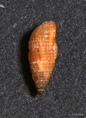 Cerithiidae