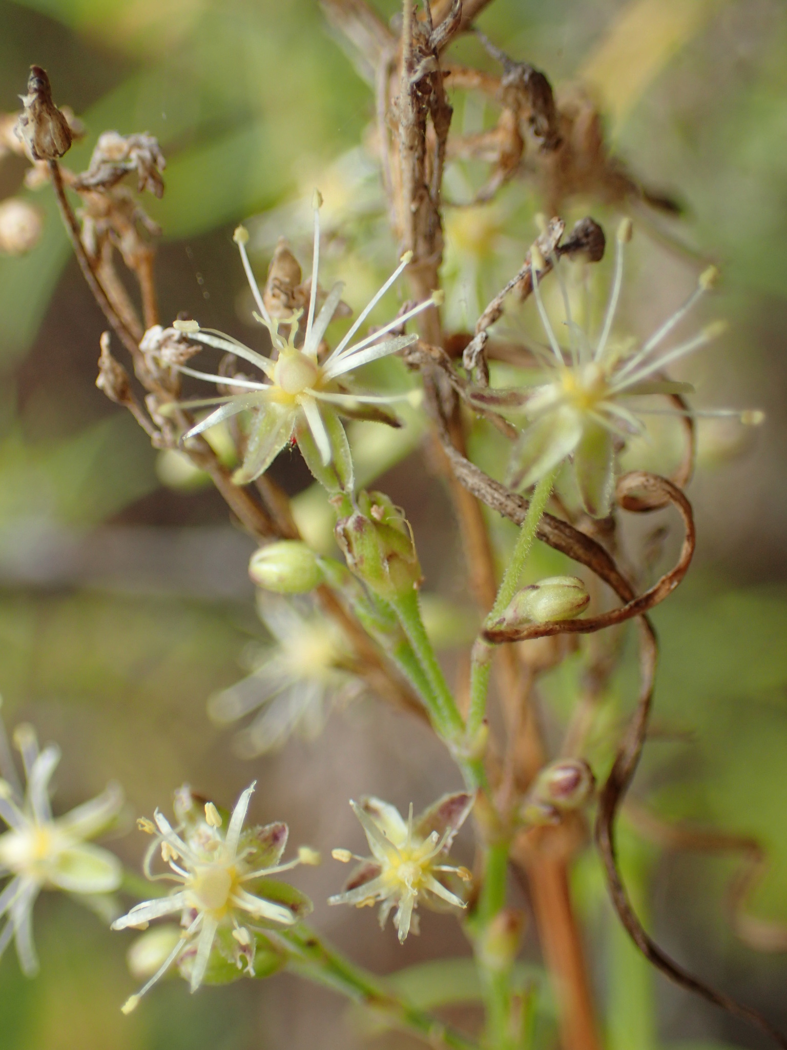 Schiedea spergulina
