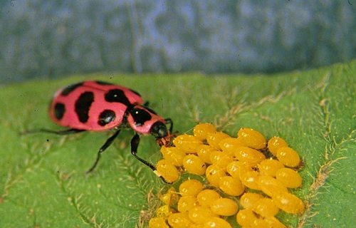 Spotted Pink Lady Beetle