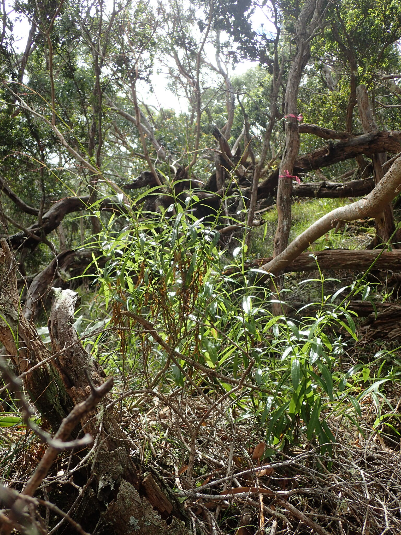 Schiedea stellarioides