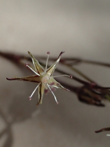 Schiedea stellarioides observed 2021-05-23