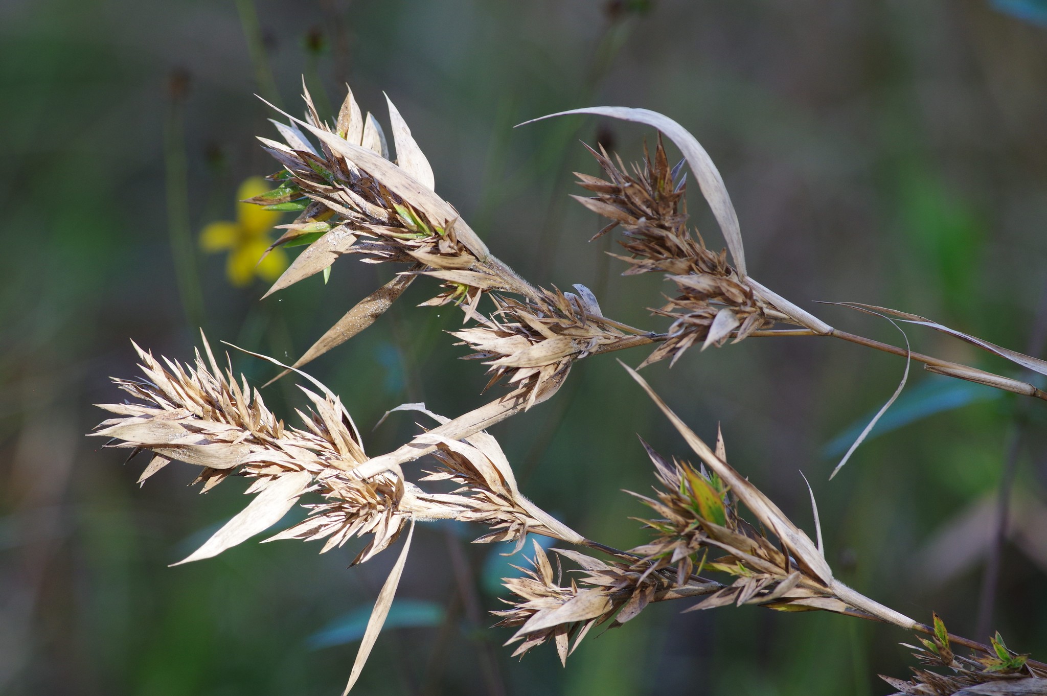 Dichanthelium scabriusculum