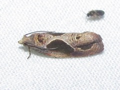 Eumarozia malachitana