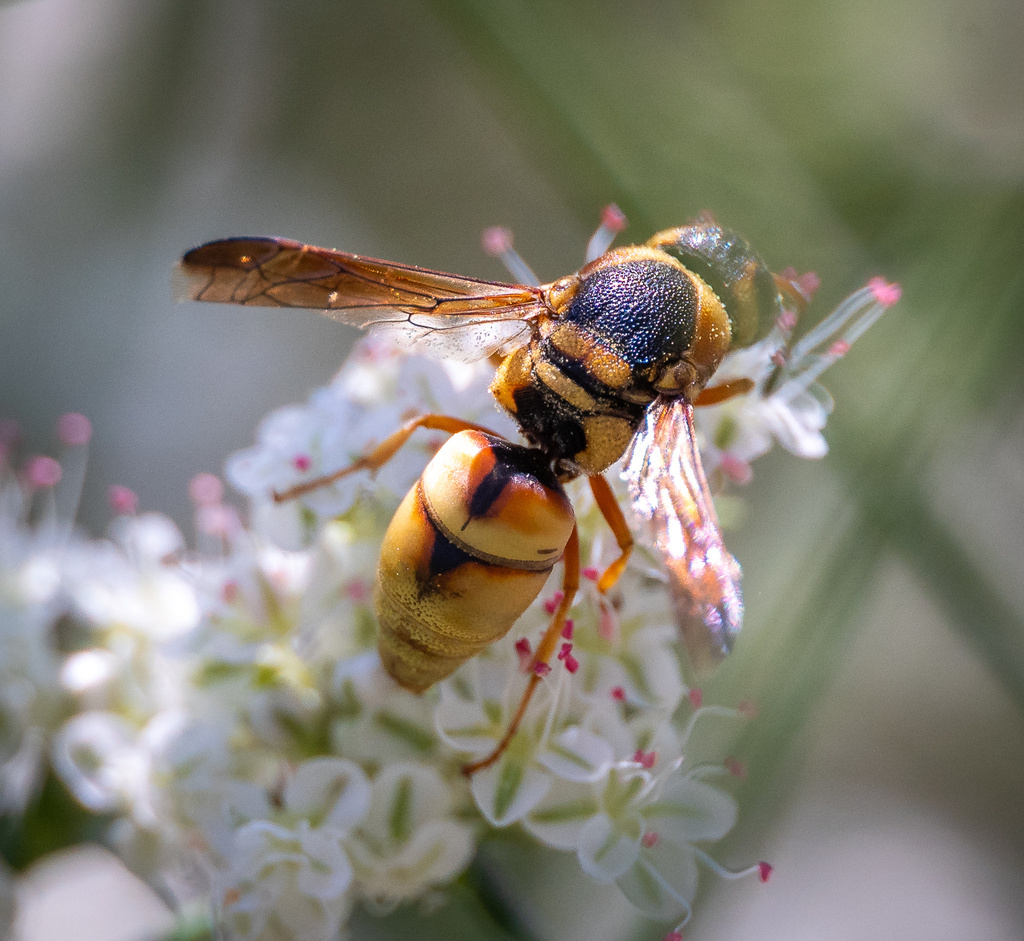 Hidalgo Mason Wasp From Louis Robidoux Nature Center, Jurupa Valley, Ca 