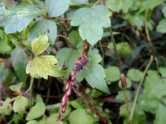 Cletomorpha simulans