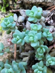 Sedum dasyphyllum