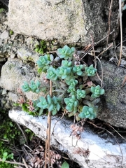 Sedum dasyphyllum