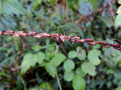 Cletomorpha simulans
