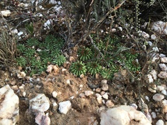 Euphorbia susannae