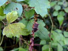 Cletomorpha simulans