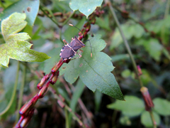 Cletomorpha simulans