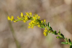 Solidago chapmanii