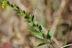 Solidago chapmanii