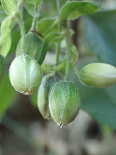 Schiedea viscosa