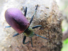 Metallonotus aerugineus